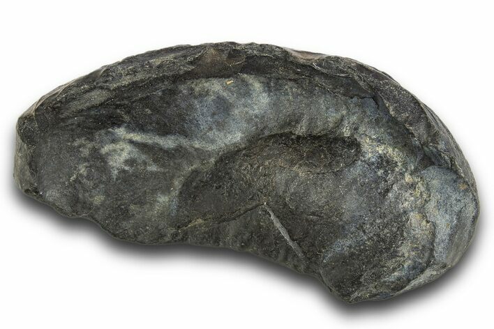 Large, Fossil Whale Ear Bone - South Carolina #321093